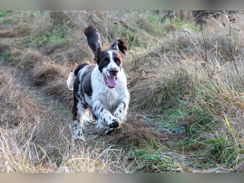 English Springer Spaniel Welpen