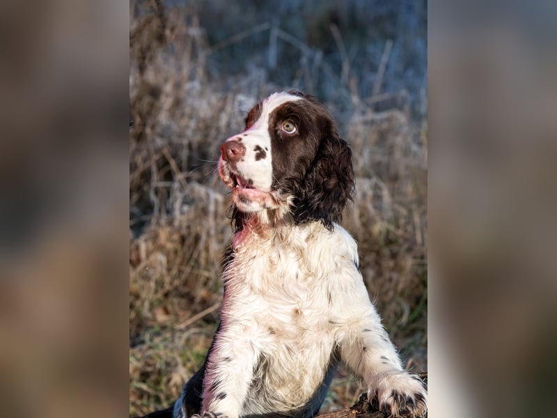 English Springer Spaniel Welpen