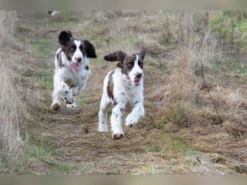 English Springer Spaniel Welpen