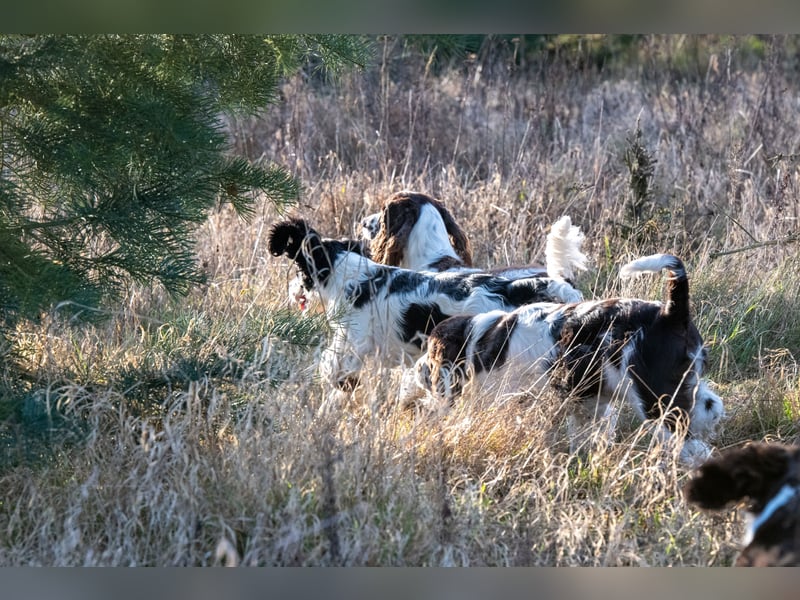 English Springer Spaniel Welpen