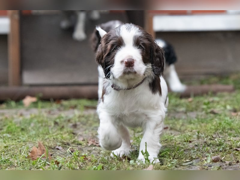 English Springer Spaniel Welpen