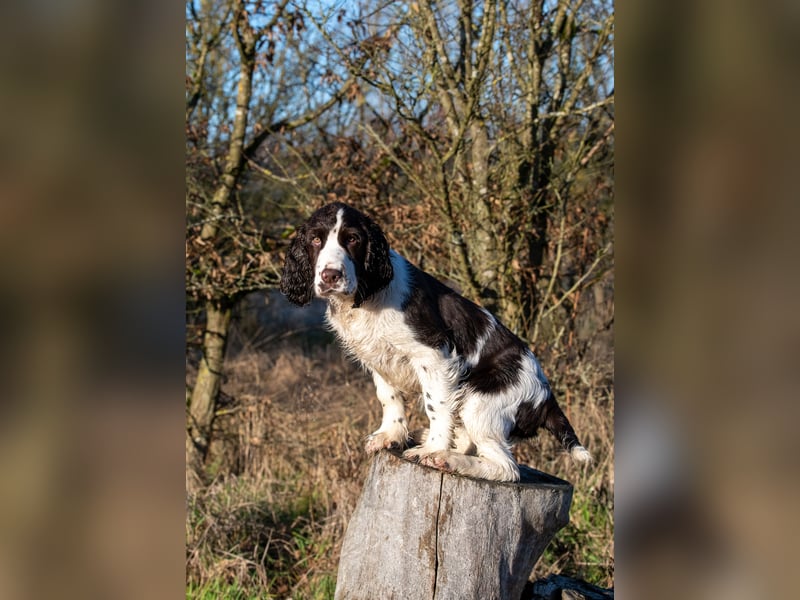 English Springer Spaniel Welpen