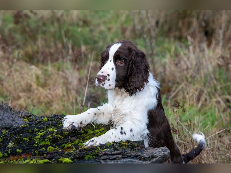 English Springer Spaniel Welpen