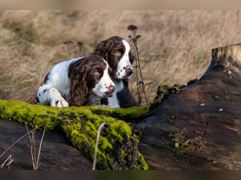 English Springer Spaniel Welpen