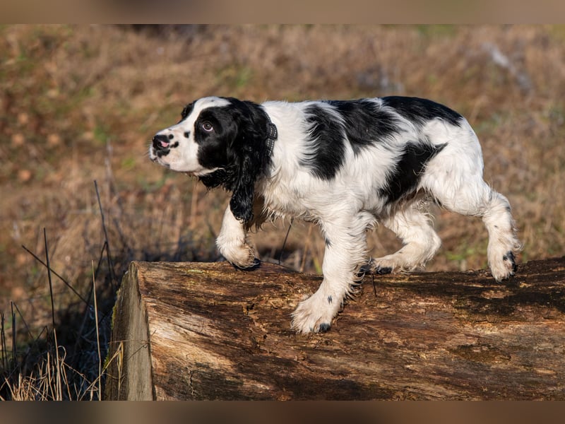 English Springer Spaniel Welpen