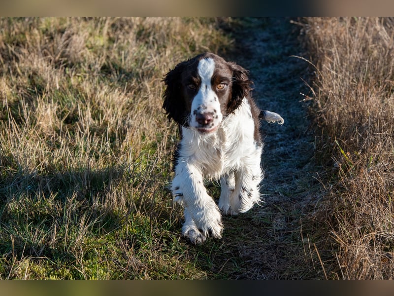 English Springer Spaniel Welpen