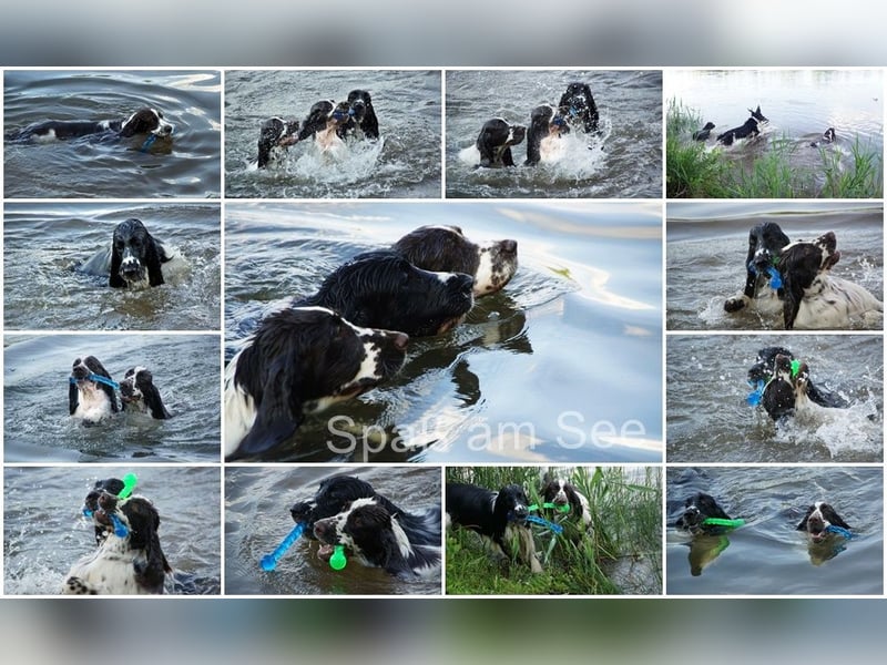 English Springer Spaniel Welpen