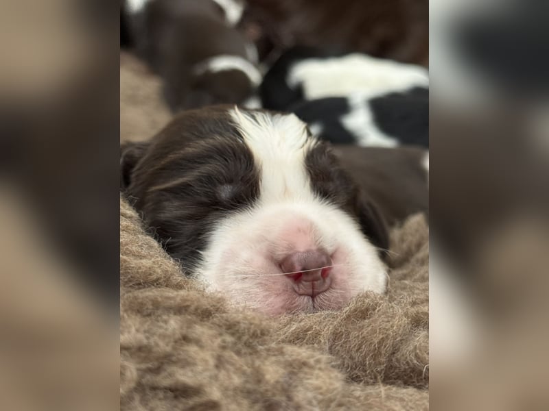 English Springer Spaniel Welpen