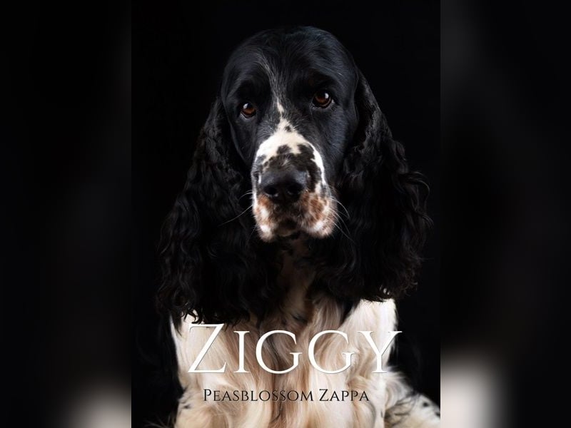 English Springer Spaniel Welpen