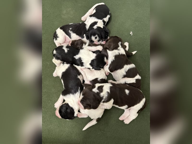 English Springer Spaniel Welpen