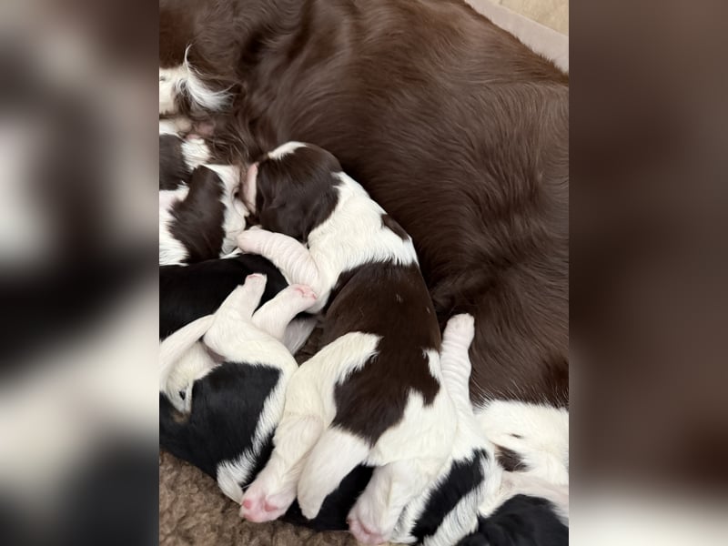 English Springer Spaniel Welpen
