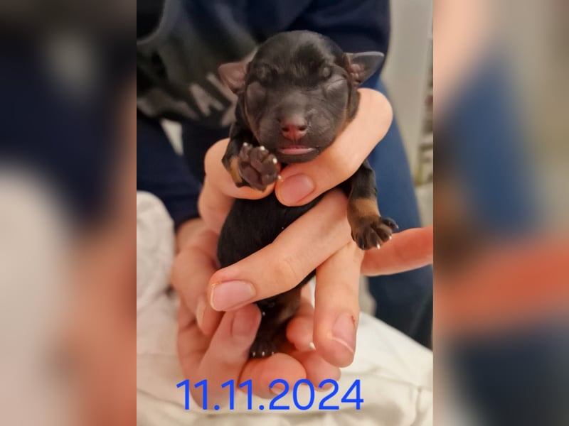 Biete 2x Welpen English Toy Terrier, eine Lady und ein Junge