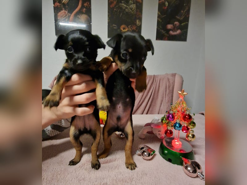 Biete 2x Welpen English Toy Terrier, eine Lady und ein Junge