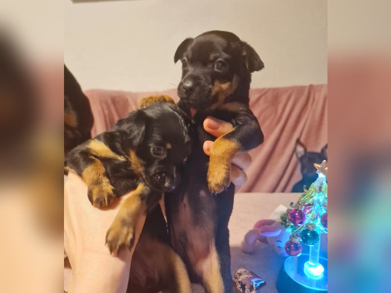 Biete 2x Welpen English Toy Terrier, eine Lady und ein Junge