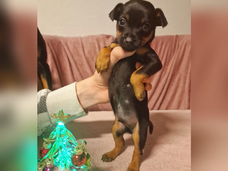 Biete 2x Welpen English Toy Terrier, eine Lady und ein Junge