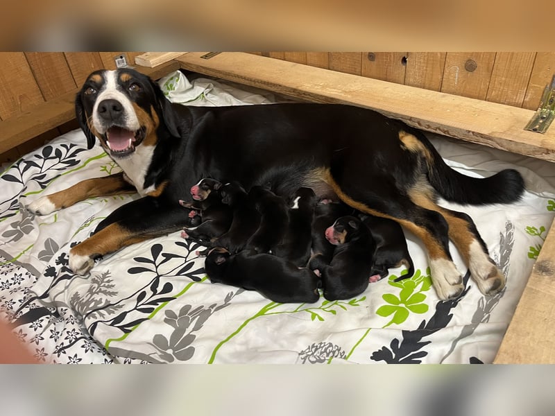 Entelbucher Sennenhund Entelbucher Sennenhund