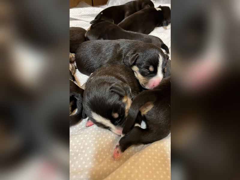 Entelbucher Sennenhund Entelbucher Sennenhund