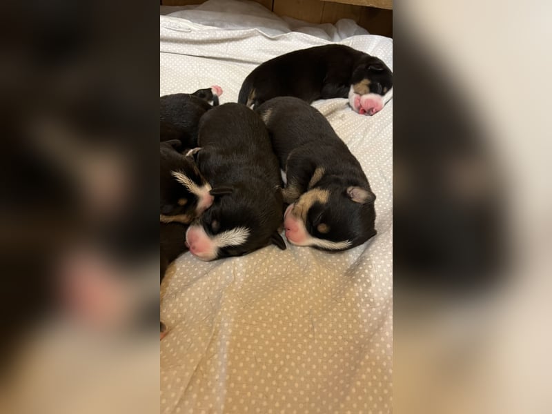 Entelbucher Sennenhund Entelbucher Sennenhund