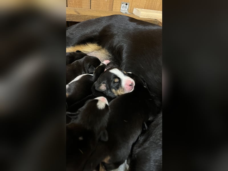 Entelbucher Sennenhund Entelbucher Sennenhund