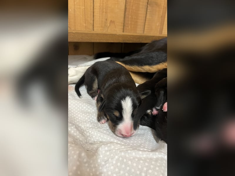 Entelbucher Sennenhund Entelbucher Sennenhund