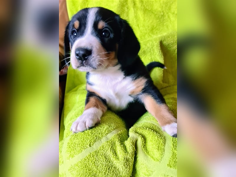 Entlebucher Sennenhund Welpenej