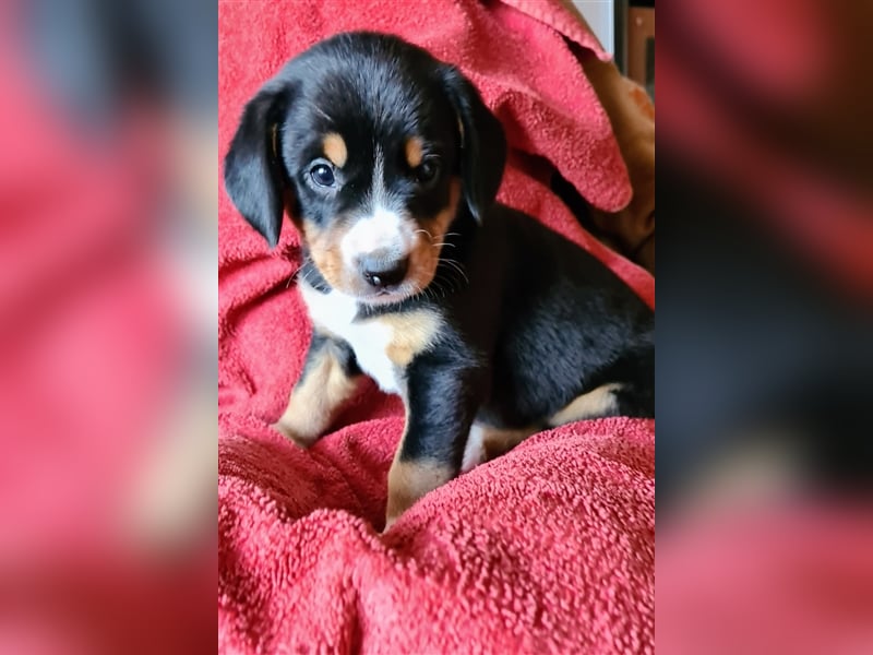 Entlebucher Sennenhund Welpenej