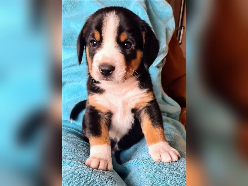 Entlebucher Sennenhund Welpenej