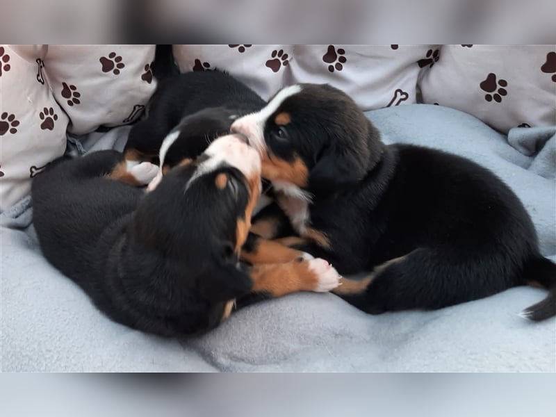 Entlebucher Welpen