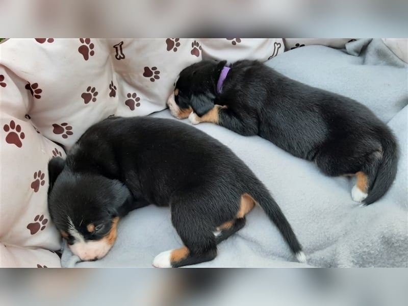 Entlebucher Welpen