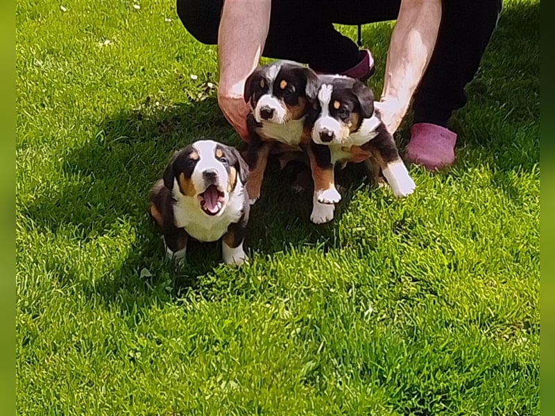 Entlebucher Sennenhunde Welpen