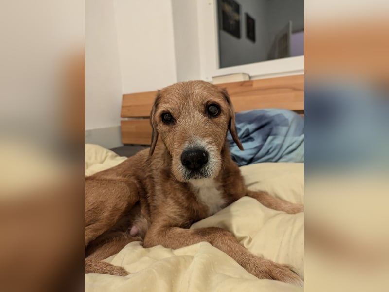 Ronja - eine Wühlmaus fürs Herz