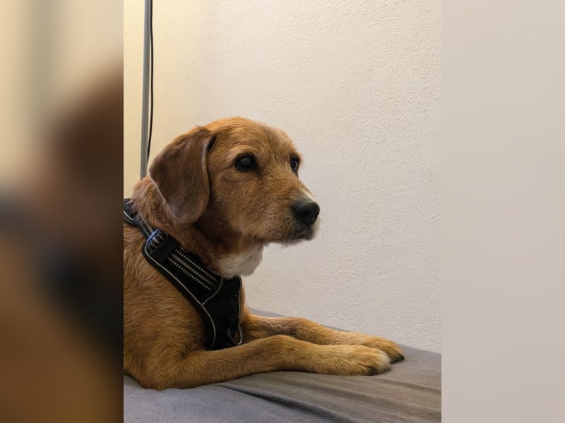 Ronja - eine Wühlmaus fürs Herz