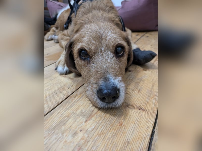 Ronja - eine Wühlmaus fürs Herz