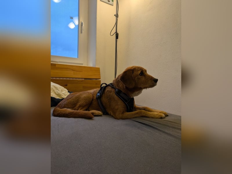 Ronja - eine Wühlmaus fürs Herz