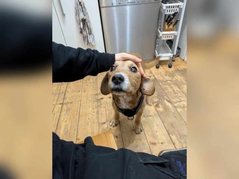 Ronja - eine Wühlmaus fürs Herz