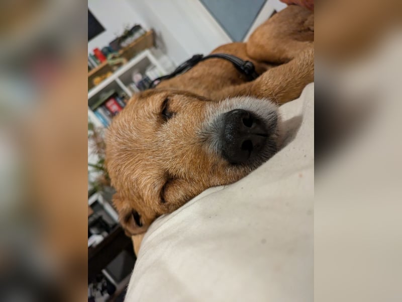Ronja - eine Wühlmaus fürs Herz