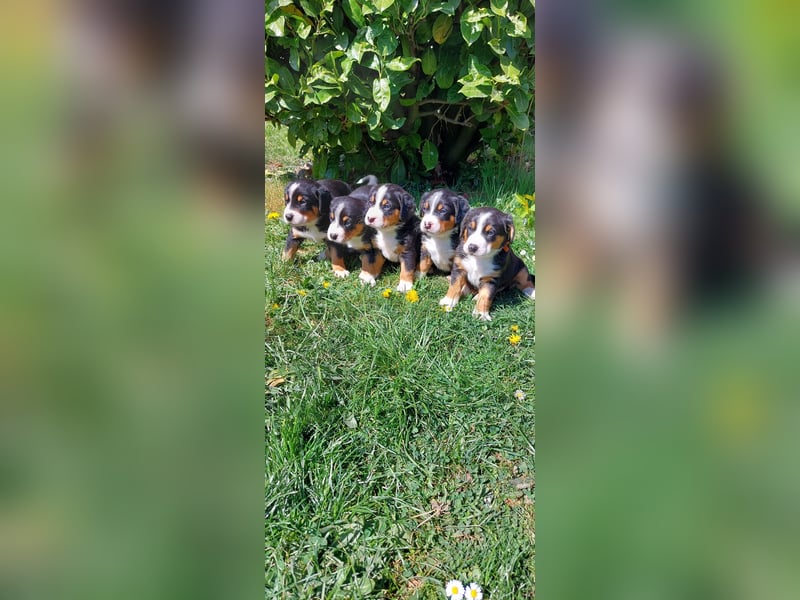 Entlebucher Sennenhund Welpen