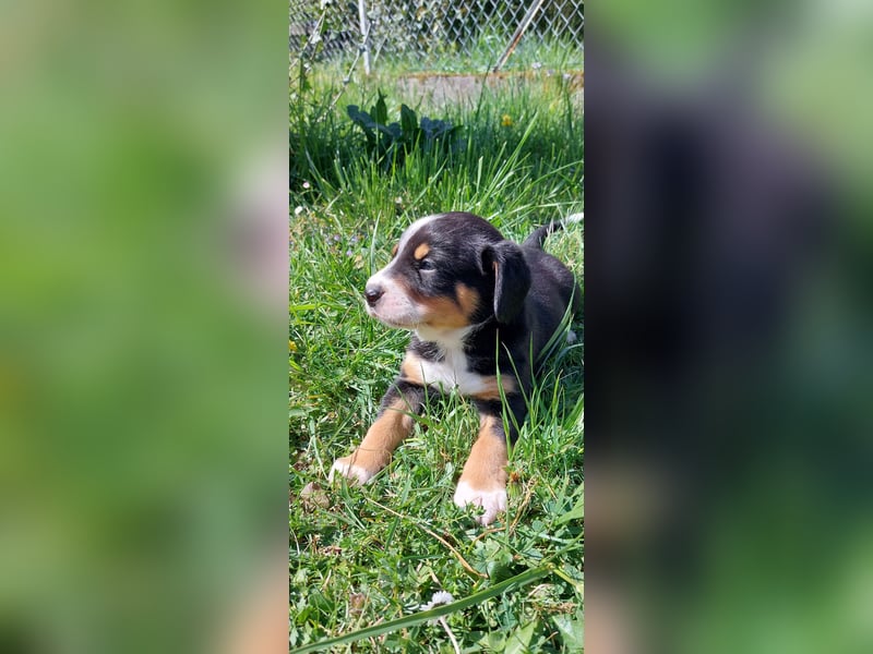 Entlebucher Sennenhund Welpen