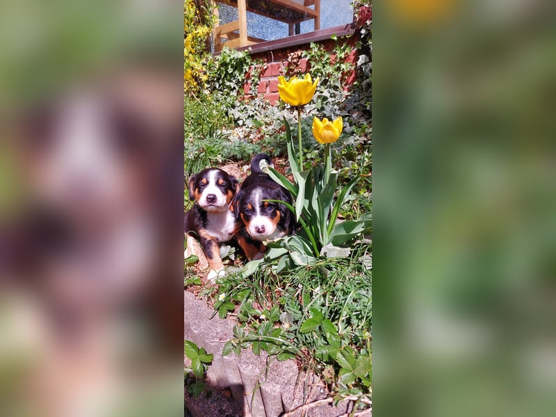 Entlebucher Sennenhund Welpen