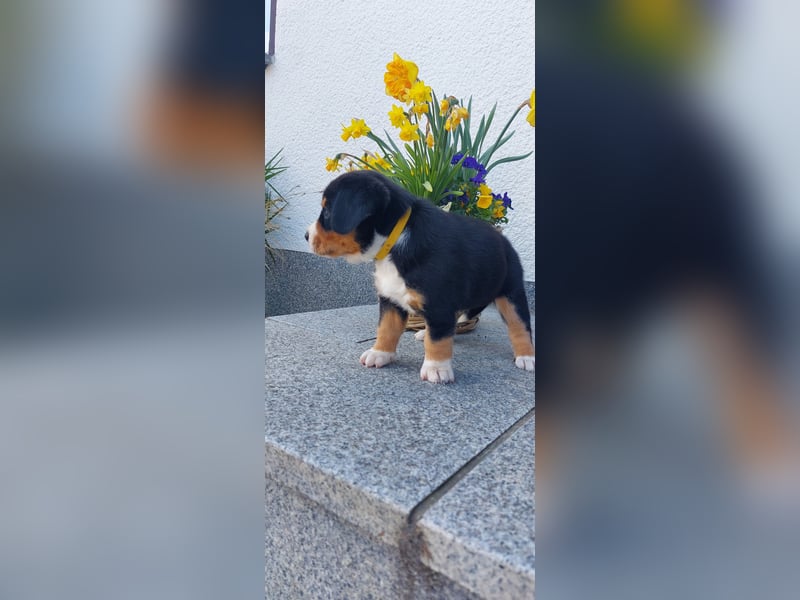 Entlebucher Sennenhund Welpen