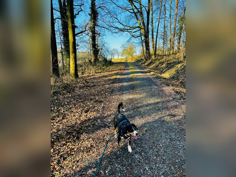 Wunderschöne Entlebucher Sennenhündin abzugeben