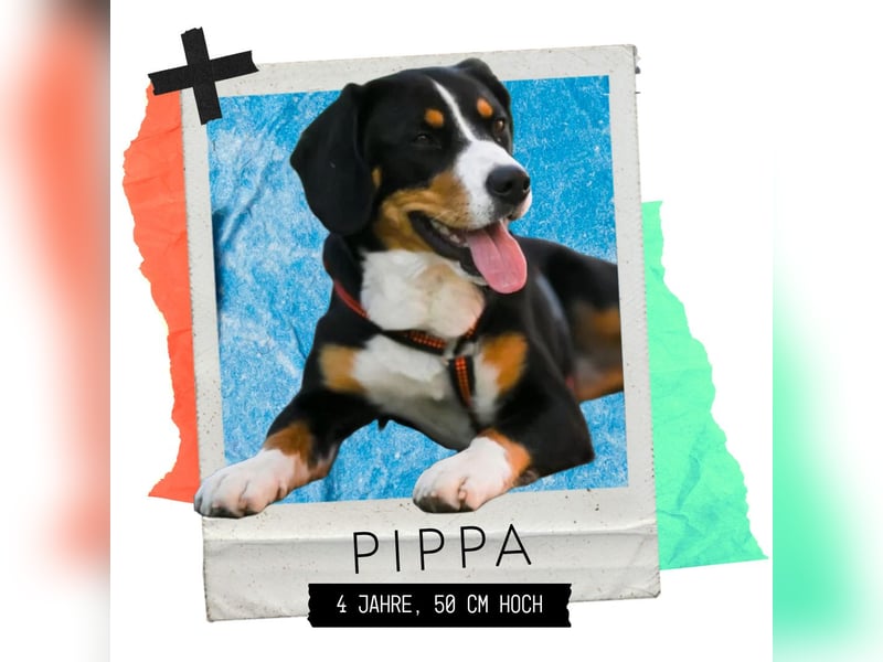 Wunderschöne Entlebucher Sennenhündin abzugeben