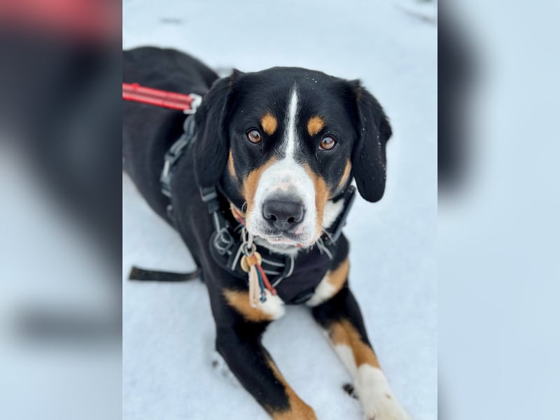 Wunderschöne Entlebucher Sennenhündin abzugeben