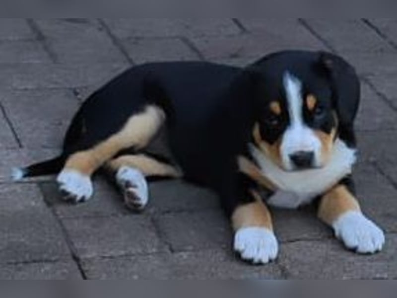 Reinrassige Entlebucher Sennhund Welpen, männl./weibl. ab 18.04.25