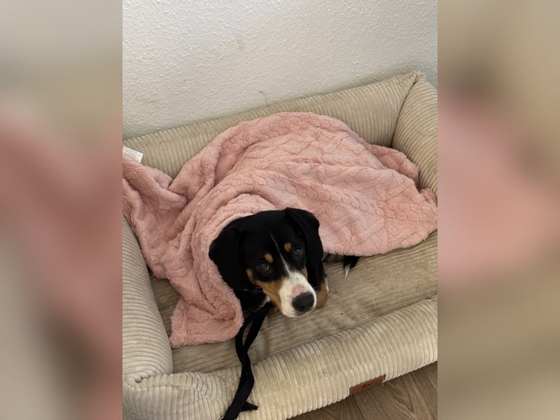 Entlebucher Sennenhündin „Nala“ sucht neues, ländliches Zuhause mit Herz und Verstand