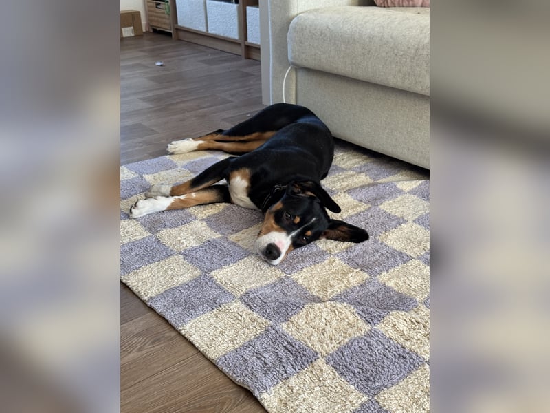 Entlebucher Sennenhündin „Nala“ sucht neues, ländliches Zuhause mit Herz und Verstand