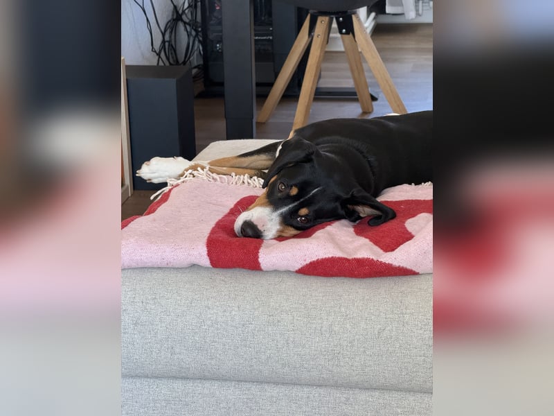 Entlebucher Sennenhündin „Nala“ sucht neues, ländliches Zuhause mit Herz und Verstand