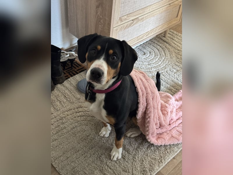 Entlebucher Sennenhündin „Nala“ sucht neues, ländliches Zuhause mit Herz und Verstand