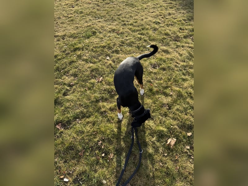 Entlebucher Sennenhündin „Nala“ sucht neues, ländliches Zuhause mit Herz und Verstand