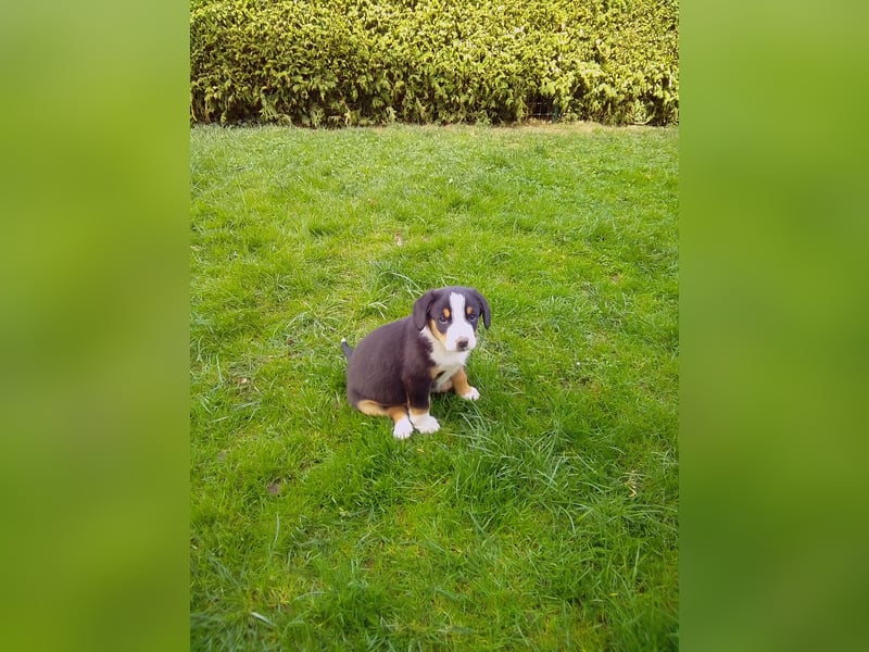 Entlebucher Sennenhunde Welpen